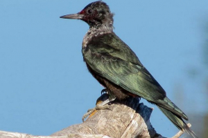 Drdpecker lewis: opis, fotografija Drdpecker lewis: opis, fotografija